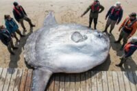 Chercheurs mesurant un poisson-lune record de 2 744 kg échoué aux Açores