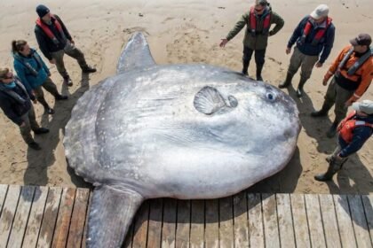 Aux açores, un poisson-lune de 2 744 kg bat un record mondial vieux de 26 ans Chercheurs mesurant un poisson-lune record de 2 744 kg échoué aux Açores
