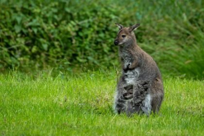 Skippy le wallaby sème la police dans un village néerlandais