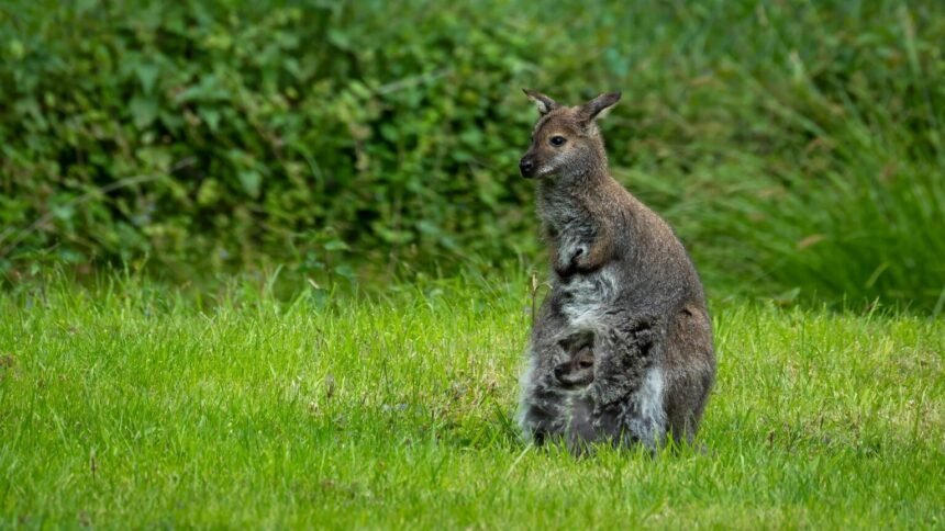 Skippy le wallaby sème la police dans un village néerlandais Skippy le wallaby sème la police dans un village néerlandais