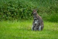 Skippy le wallaby sème la police dans un village néerlandais