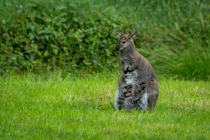 Skippy le wallaby sème la police dans un village néerlandais Skippy le wallaby sème la police dans un village néerlandais