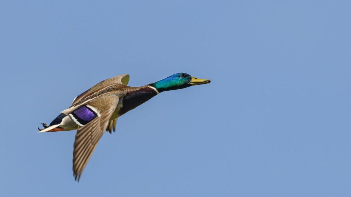 Charente : un canard sauvage déclenche un feu de végétation
