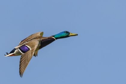 Charente : un canard sauvage déclenche un feu de végétation Charente : un canard sauvage déclenche un feu de végétation