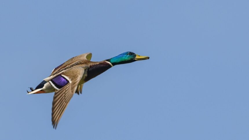 Charente : un canard sauvage déclenche un feu de végétation Charente : un canard sauvage déclenche un feu de végétation