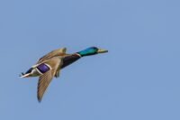 Charente : un canard sauvage déclenche un feu de végétation Charente : un canard sauvage déclenche un feu de végétation