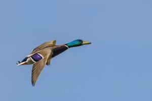 Charente : un canard sauvage déclenche un feu de végétation