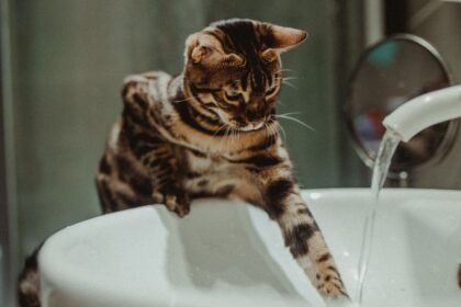 Allemagne : un chat ouvre le robinet et inonde tout un immeuble
