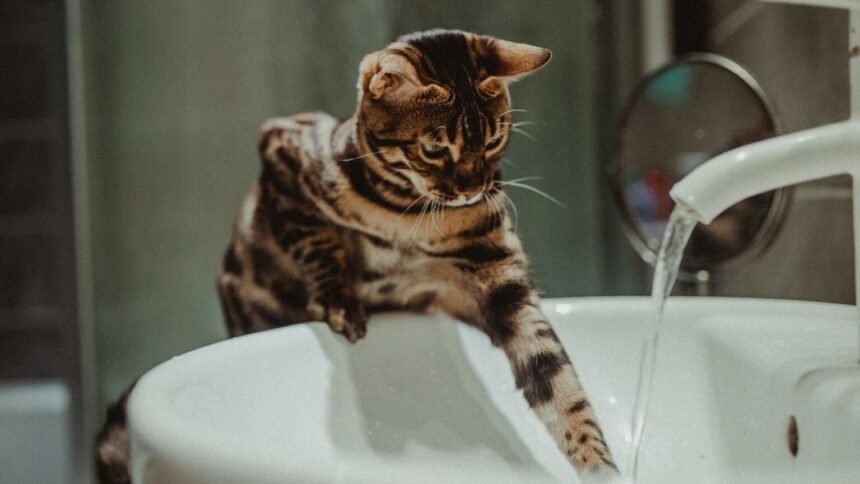 Allemagne : un chat ouvre le robinet et inonde tout un immeuble