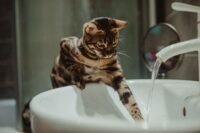 Allemagne : un chat ouvre le robinet et inonde tout un immeuble