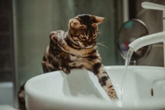 Allemagne : un chat ouvre le robinet et inonde tout un immeuble