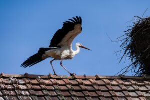 Des cigognes envahissent les toits de Cannes et du Cannet, à la joie des habitants