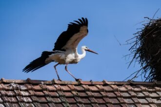 Des cigognes envahissent les toits de Cannes et du Cannet, à la joie des habitants