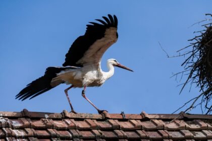 Des cigognes envahissent les toits de Cannes et du Cannet, à la joie des habitants