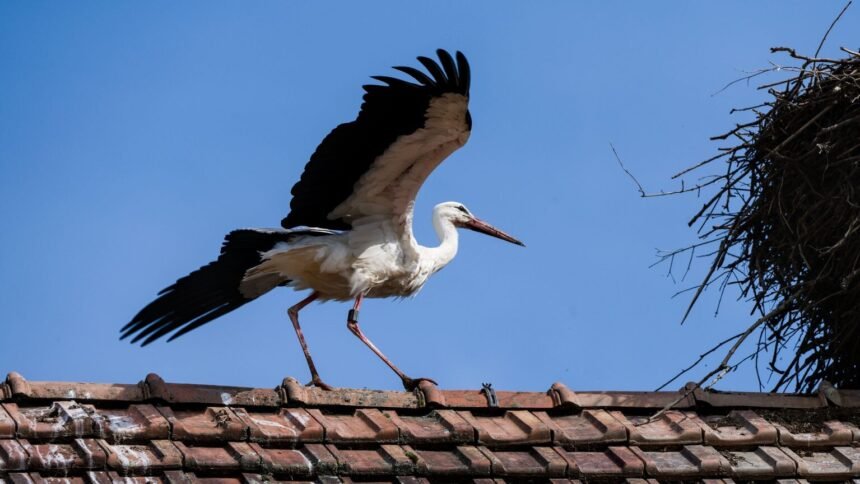Des cigognes envahissent les toits de cannes et du cannet, à la joie des habitants Des cigognes envahissent les toits de Cannes et du Cannet, à la joie des habitants