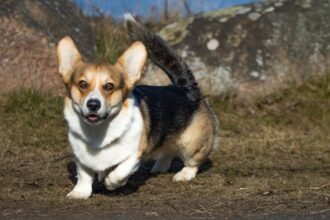 Vilnius : 150 corgis venus de neuf pays courent et se déguisent