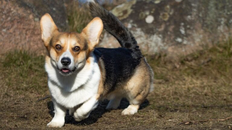 Vilnius : 150 corgis venus de neuf pays courent et se déguisent