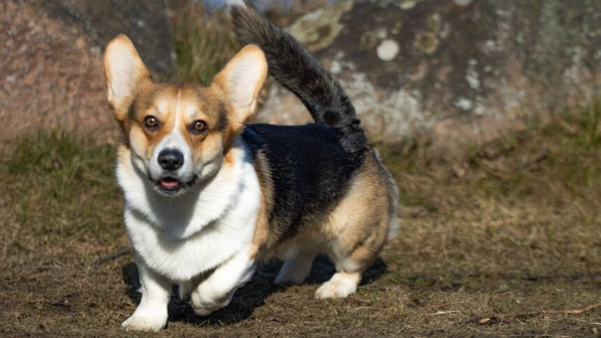 Vilnius : 150 corgis venus de neuf pays courent et se déguisent Vilnius : 150 corgis venus de neuf pays courent et se déguisent