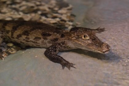 Canicule : dix crocodiles du Nil naissent seuls dans un zoo de la Drôme