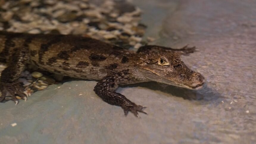 Canicule : dix crocodiles du nil naissent seuls dans un zoo de la drôme Canicule : dix crocodiles du Nil naissent seuls dans un zoo de la Drôme