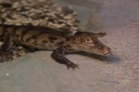Canicule : dix crocodiles du Nil naissent seuls dans un zoo de la Drôme