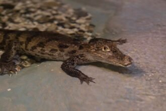 Canicule : dix crocodiles du Nil naissent seuls dans un zoo de la Drôme