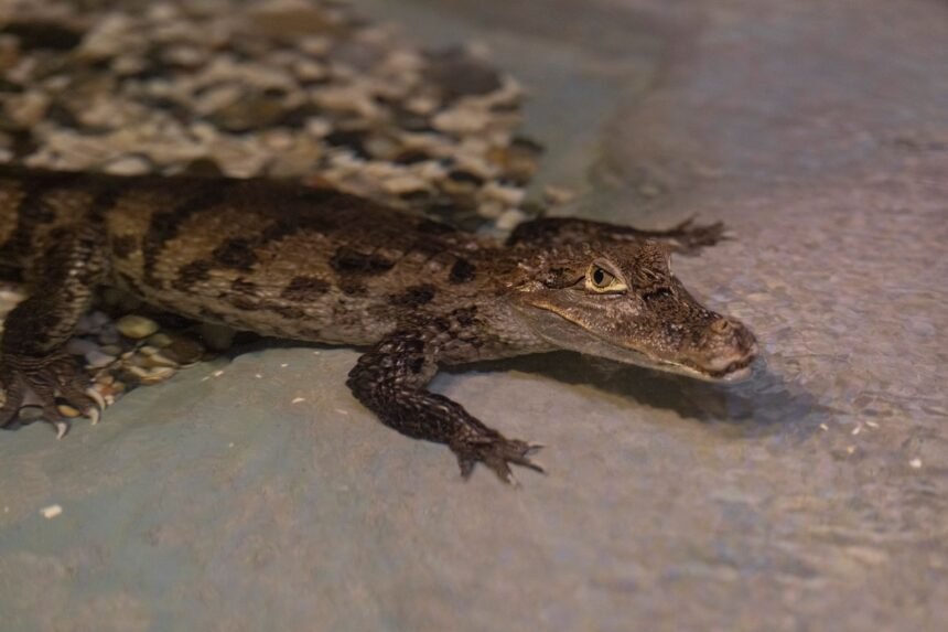 Canicule : dix crocodiles du Nil naissent seuls dans un zoo de la Drôme
