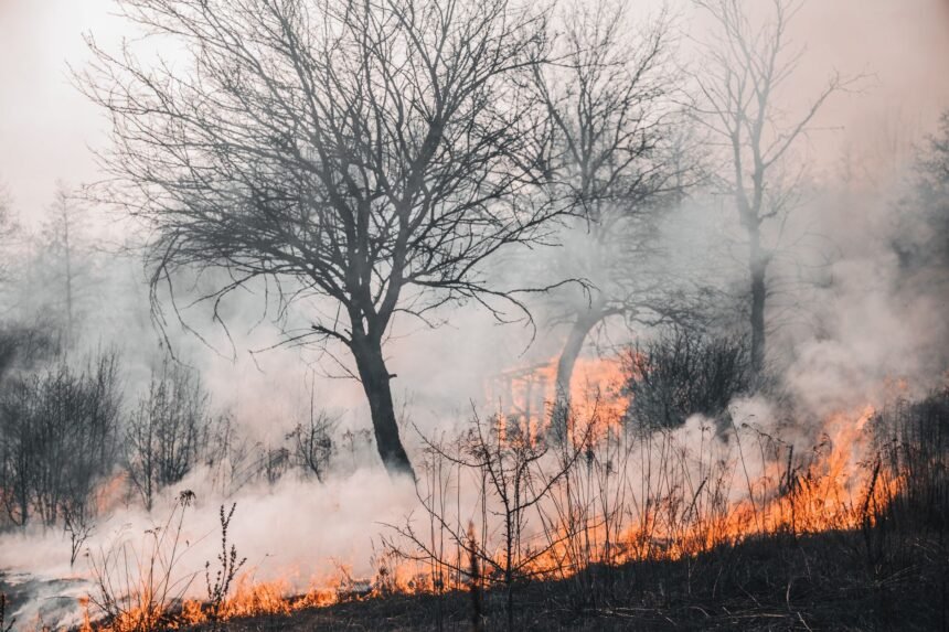 Feux de forêt : lecornu mandate sept parlementaires pour durcir la prévention feux de forêt prévention