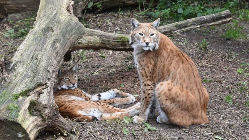 lynx boréal