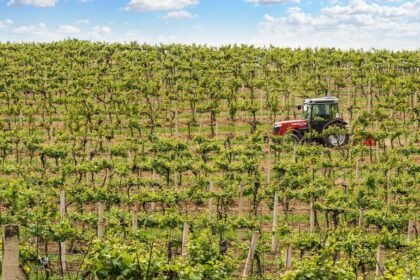 Champagne : les vendanges débutent le 14 août, record historique de précocité