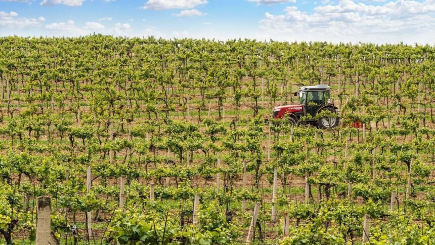 Champagne : les vendanges débutent le 14 août, record historique de précocité Champagne : les vendanges débutent le 14 août, record historique de précocité