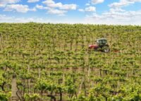 Champagne : les vendanges débutent le 14 août, record historique de précocité vidÉo, athenaïs, secret, story, jrsquoai