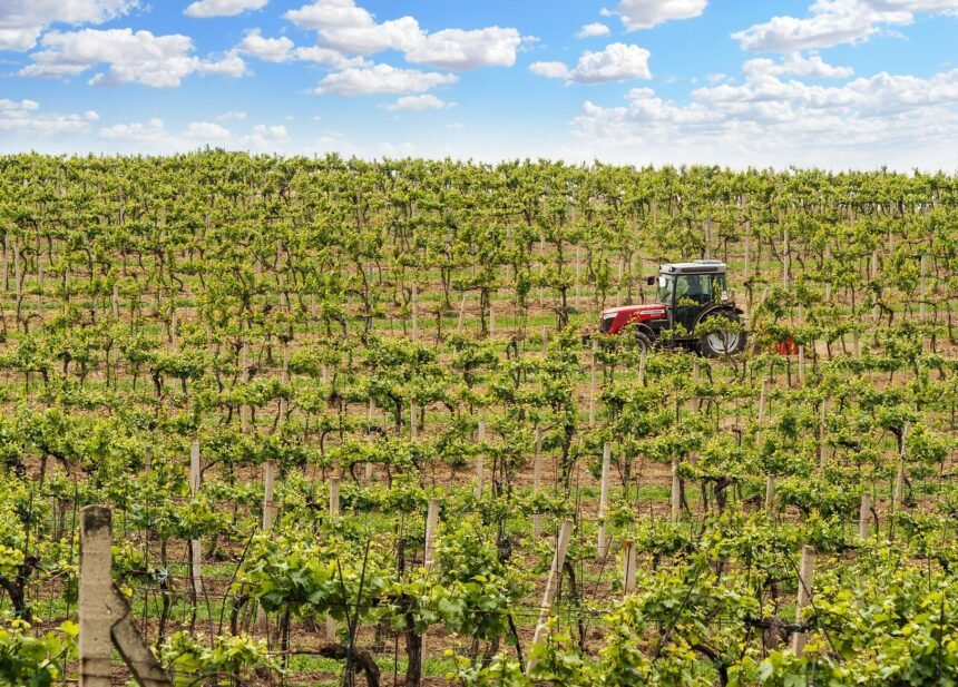 Champagne : les vendanges débutent le 14 août, record historique de précocité vendanges Champagne 2026