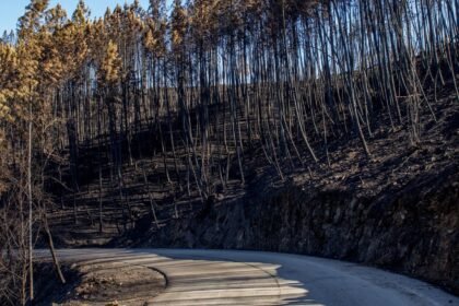 Incendie aude : l’a61 fermée près de carcassonne, 100 pompiers mobilisés Incendie Aude : l’A61 fermée près de Carcassonne, 100 pompiers mobilisés