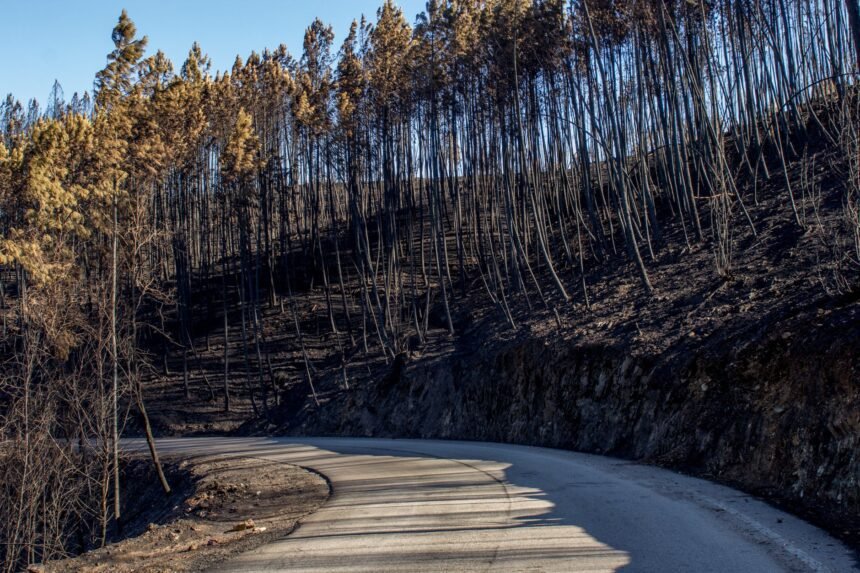 Incendie aude : l’a61 fermée près de carcassonne, 100 pompiers mobilisés incendie A61 Carcassonne