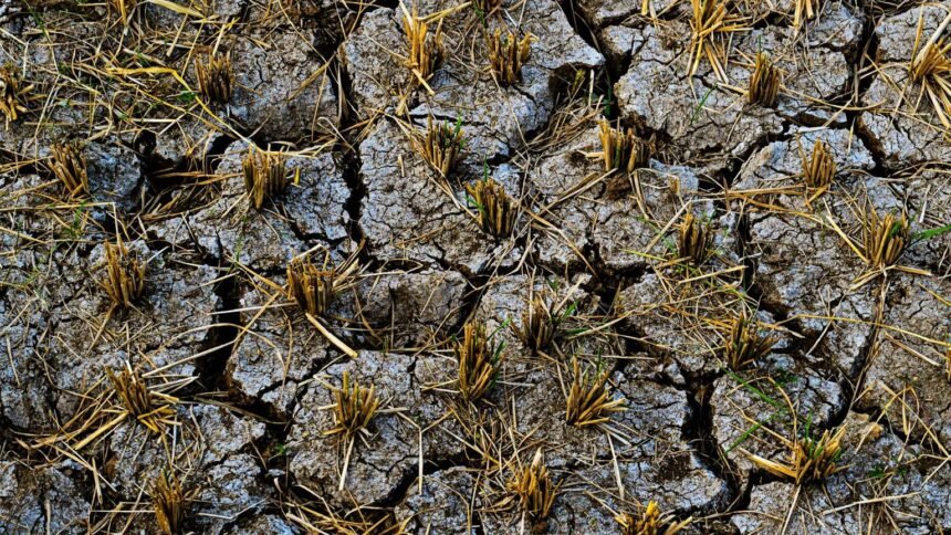 Sécheresse, canicule et incendies : la ministre reconnaît une « crise profonde » pour l&rsquo;agriculture française