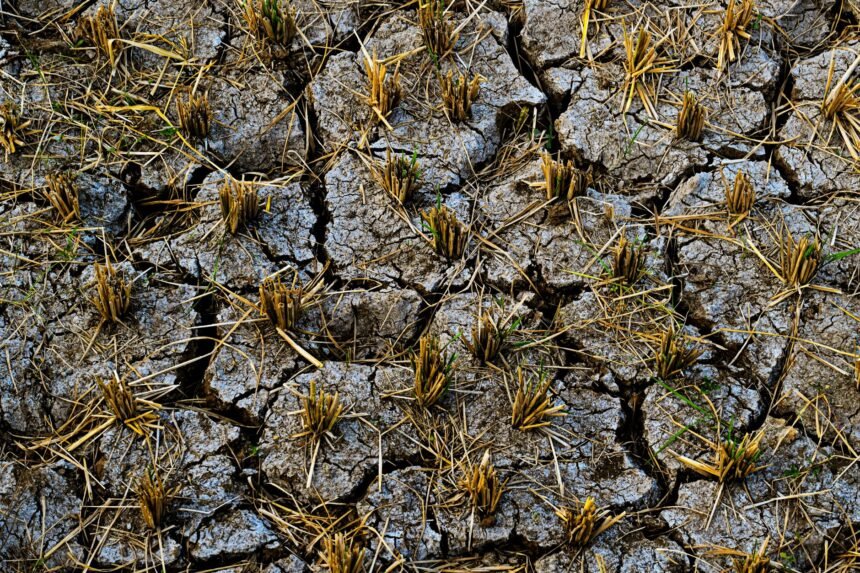 Sécheresse, canicule et incendies : la ministre reconnaît une « crise profonde » pour l'agriculture française crise agricole France 2026