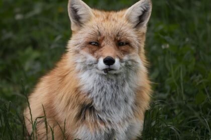 Renards, corbeaux, étourneaux : le gouvernement publie sa nouvelle liste des animaux « nuisibles » Renards, corbeaux, étourneaux : le gouvernement publie sa nouvelle liste des animaux « nuisibles »