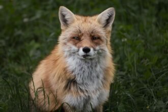 Renards, corbeaux, étourneaux : le gouvernement publie sa nouvelle liste des animaux « nuisibles » prix carburant août 2026