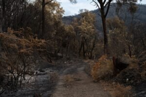 Incendie dans le var : 6 000 hectares ravagés, une nouvelle bataille attendue cet après-midi
