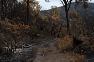 Incendie dans le var : 6 000 hectares ravagés, une nouvelle bataille attendue cet après-midi