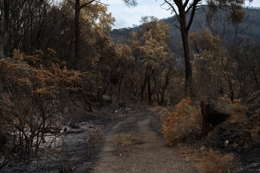 Incendie dans le var : 6 000 hectares ravagés, une nouvelle bataille attendue cet après-midi incendie Var Gros Bessillon