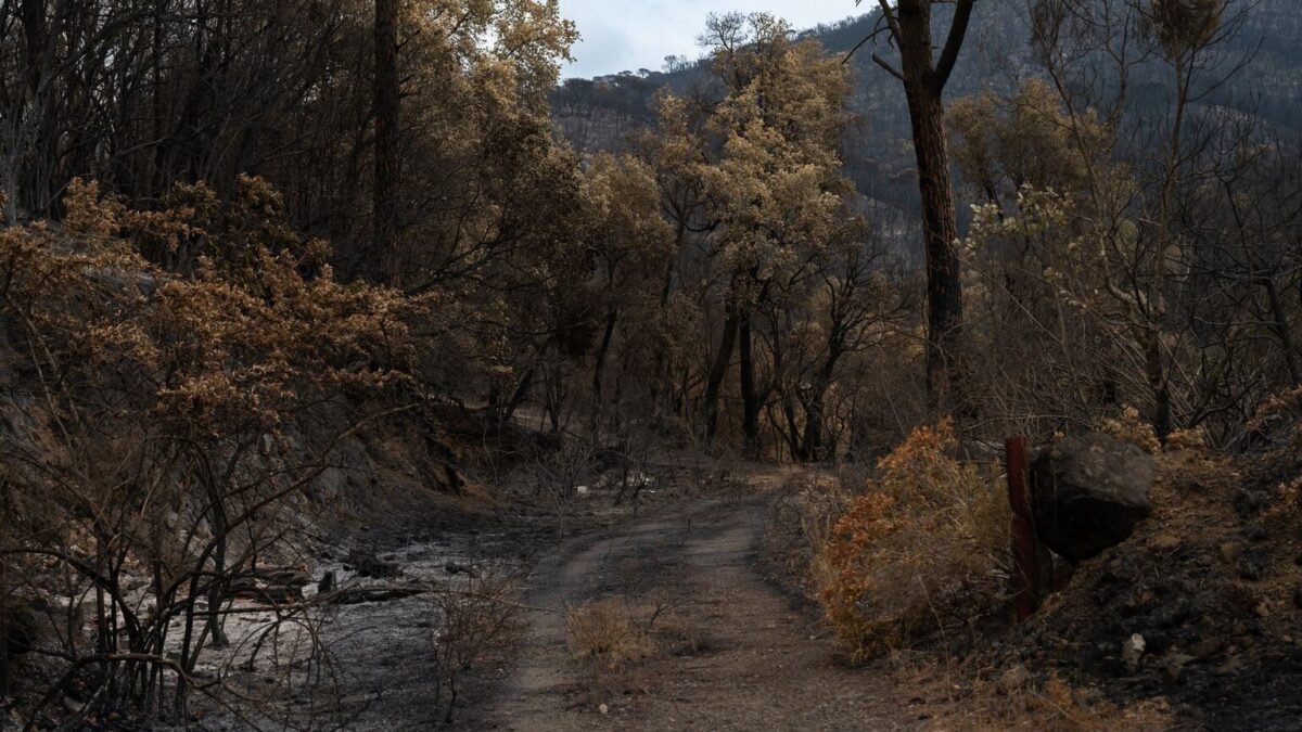 Incendie dans les Landes : 1 600 hectares brûlés à Luglon, 22 reprises de feu ce samedi