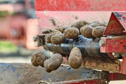 Pommes de terre : la france face à une crise de production historique Pommes de terre : la France face à une crise de production historique