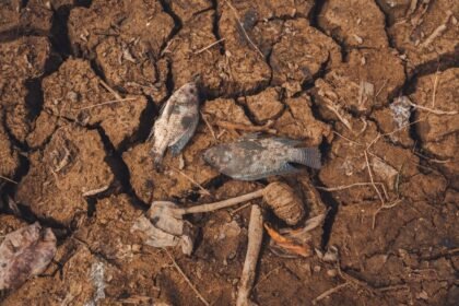 Sécheresse record : 1 373 rivières à sec en france, jamais vu à cette époque Sécheresse record : 1 373 rivières à sec en France, jamais vu à cette époque