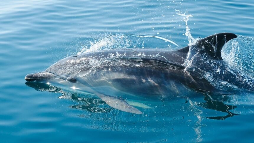 Beauval renonce au delphinarium : les dauphins de Marineland sans solution en France