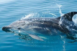 Beauval renonce au delphinarium : les dauphins de marineland sans solution en france dauphins Marineland Beauval delphinarium