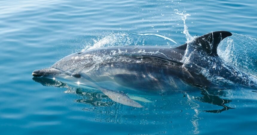 Beauval renonce au delphinarium : les dauphins de marineland sans solution en france dauphins Marineland Beauval delphinarium