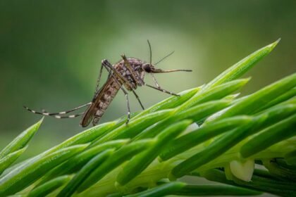 Chikungunya : 23 cas en gironde, la vague s'intensifie dans le sud-ouest Chikungunya : 23 cas en Gironde, la vague s’intensifie dans le Sud-Ouest