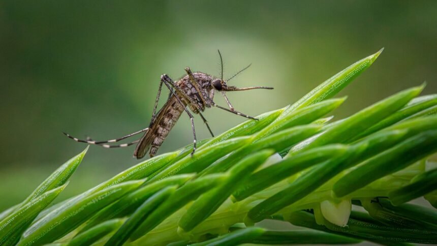 Chikungunya : 23 cas en Gironde, la vague s&rsquo;intensifie dans le Sud-Ouest